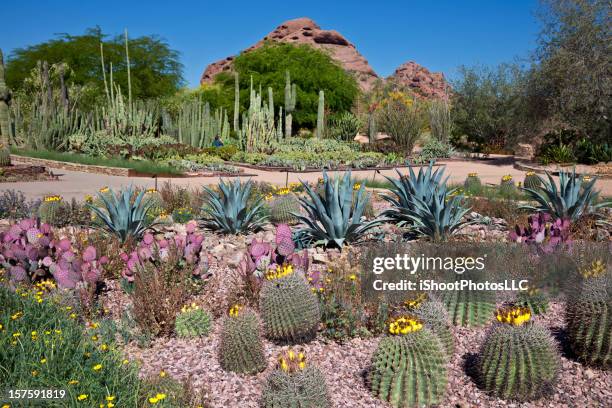 jardins botânicos de deserto - jardim botânico - fotografias e filmes do acervo