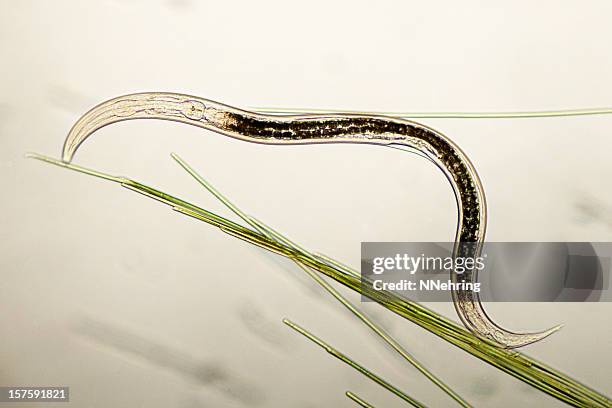 nematode micrograph - nematode worm stockfoto's en -beelden