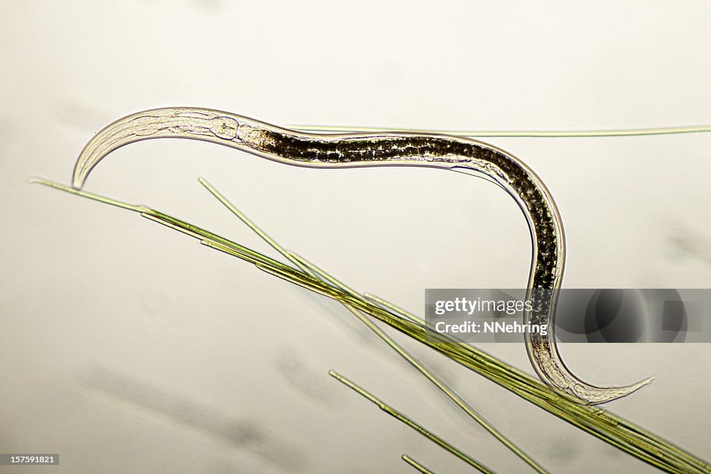 Nematode micrograph