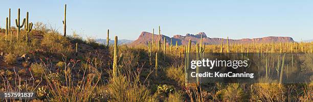 wüstenkaktus panorama - arizona cactus stock-fotos und bilder