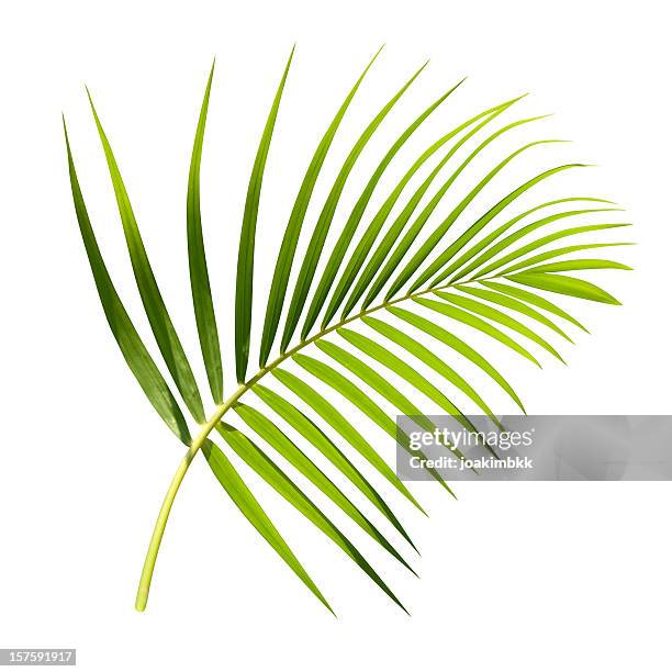 green palm leaf isolated on white with clipping path - tropical tree stock pictures, royalty-free photos & images