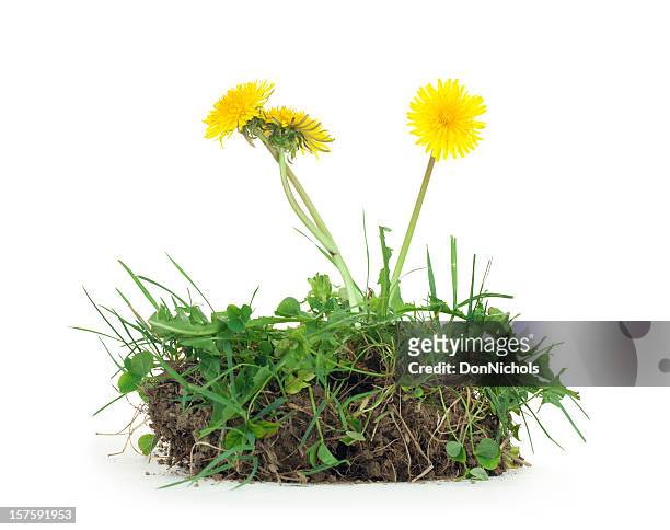 dandelion and dirt isolated - uncultivated stock pictures, royalty-free photos & images
