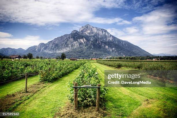 agriculture in europe - salzburger land stock pictures, royalty-free photos & images