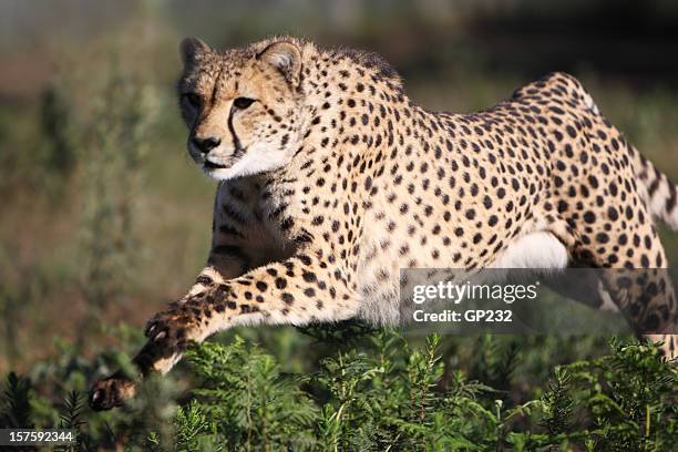 cheetah at full speed - cheetah running stock pictures, royalty-free photos & images