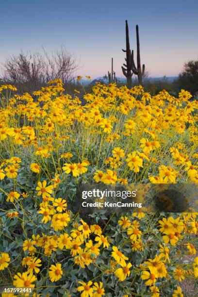 flowering brittlebush and saguaro cactus - saguaro national park stock pictures, royalty-free photos & images