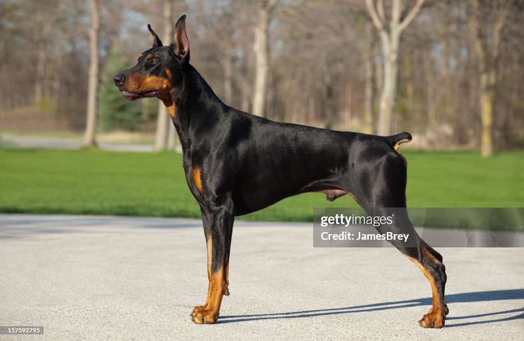 Dobermann The World World Largest Doberman Pinscher Doberman