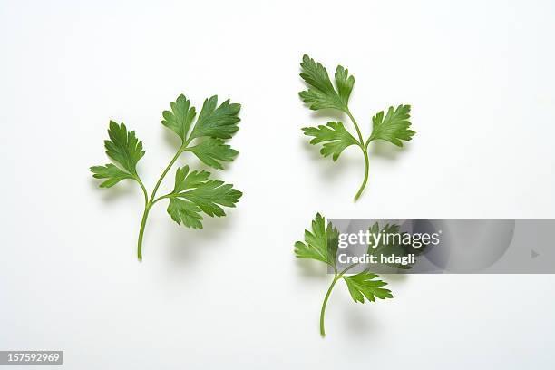 parsley branches - curly parsley stock pictures, royalty-free photos & images