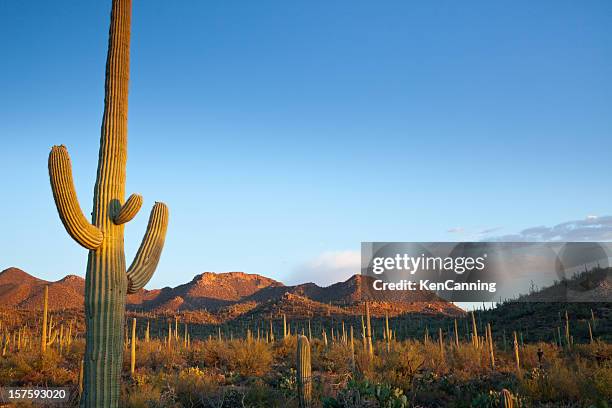desert landscape filled with cactuses in the sun - saguaro cactus stock pictures, royalty-free photos & images