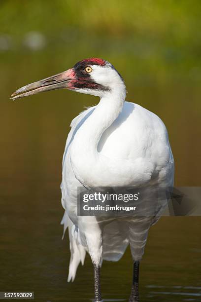 scarce whooping crane in wetland setting. - whooping crane stock pictures, royalty-free photos & images