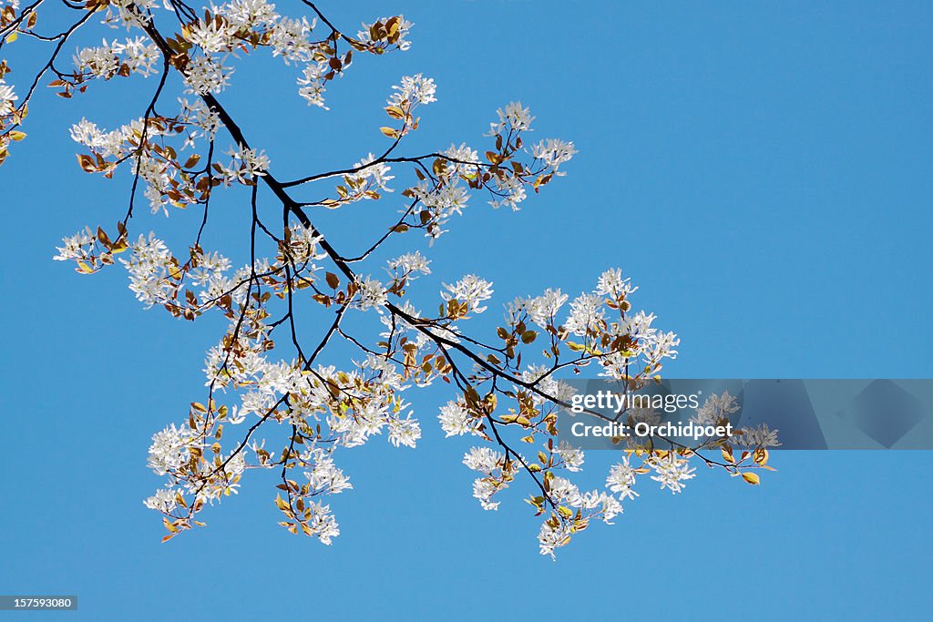 Serviceberry Blossoms