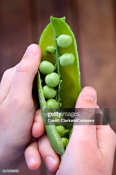 Pea Ritam Pea Picker Photos and Premium High Res Pictures - Getty Images