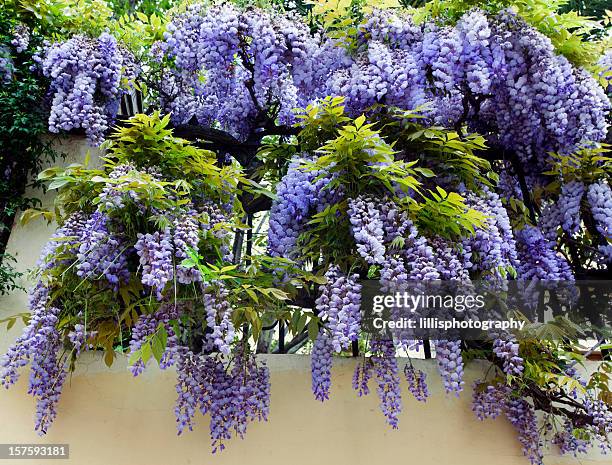 wisteria in spring - blauweregen stockfoto's en -beelden