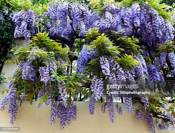 wisteria in spring - blåregn bildbanksfoton och bilder