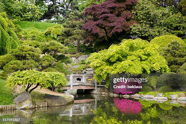 tranquil secluded japanese garden with pond - botanical garden 個照片及圖片檔