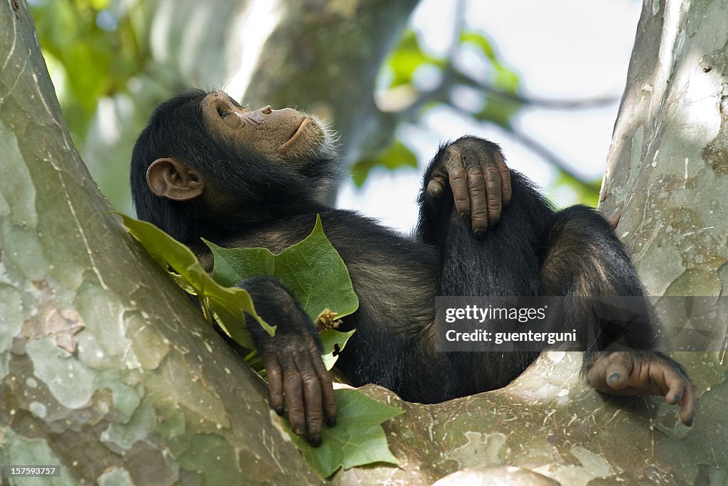 Young chimpanzee relaxing in a tree, wildlife shot, Gombe/Tanzania