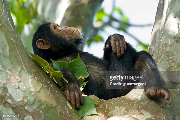young chimpanzee relaxing in a tree, wildlife shot, gombe/tanzania - endangered species stock pictures, royalty-free photos & images