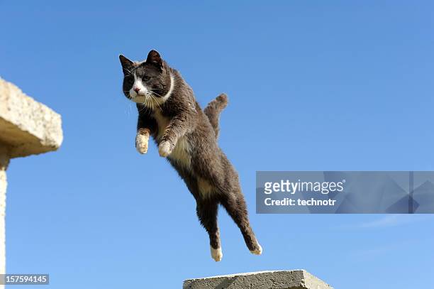 domestic cat jumping - cat jump stock pictures, royalty-free photos & images
