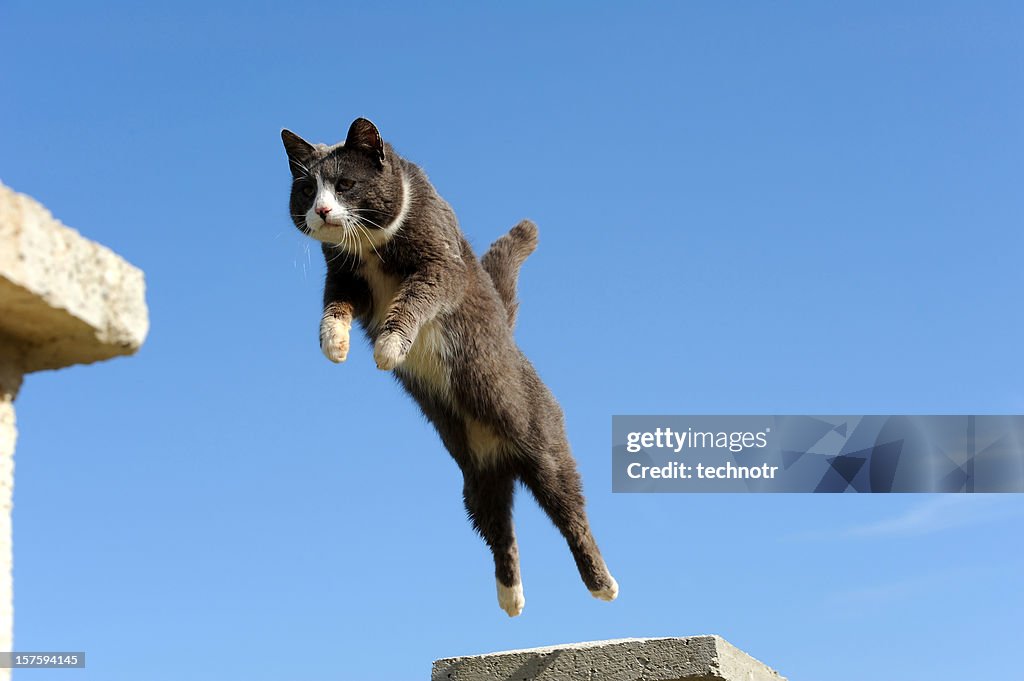 Domestic cat jumping