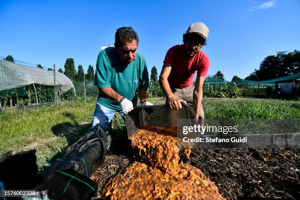 Giuseppe Deplano, an Italian earthworm farmer and Luigi, a collaborator, scatter fruit waste around soil at an earthworm farm on July 28, 2023 in...