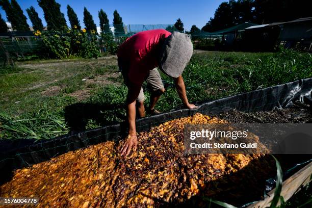 Giuseppe Deplano, an Italian earthworm farmer, scatters fruit waste around soil at an earthworm farm on July 28, 2023 in Turin, Italy. Giuseppe...
