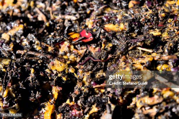 Earthworms burrow in soil mixed with fruit waste at an earthworm farm on July 28, 2023 in Turin, Italy. Giuseppe Deprano, an Italian earthworm...