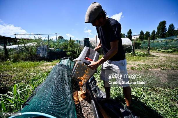 Giuseppe Deplano, an Italian earthworm farmer, scatters fruit waste around soil at an earthworm farm on July 27, 2023 in Turin, Italy. Giuseppe...