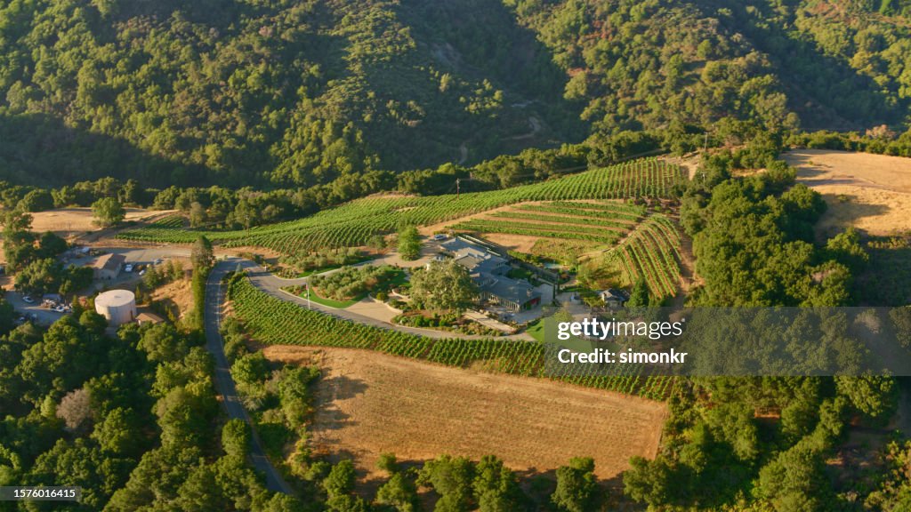 View of vineyard with winery