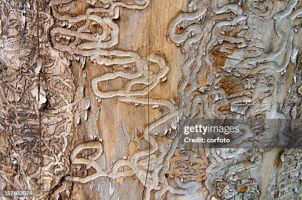 emerald ash borer traces sur un tronc d'arbre mort - emerald ash borer photos et images de collection