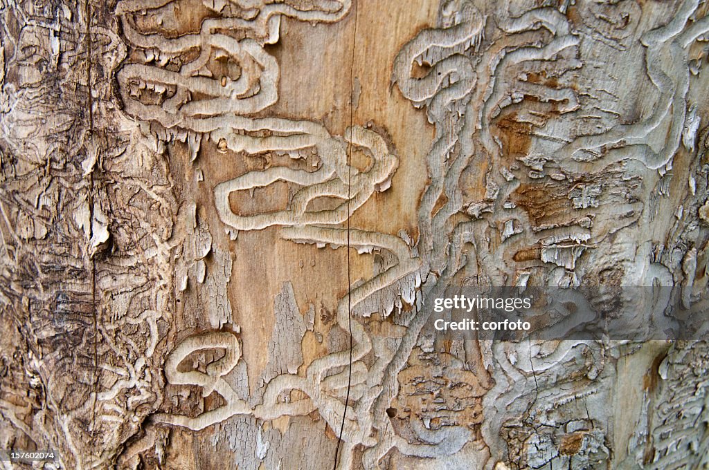 Emerald Ash Borer Traces on a Dead Tree Trunk