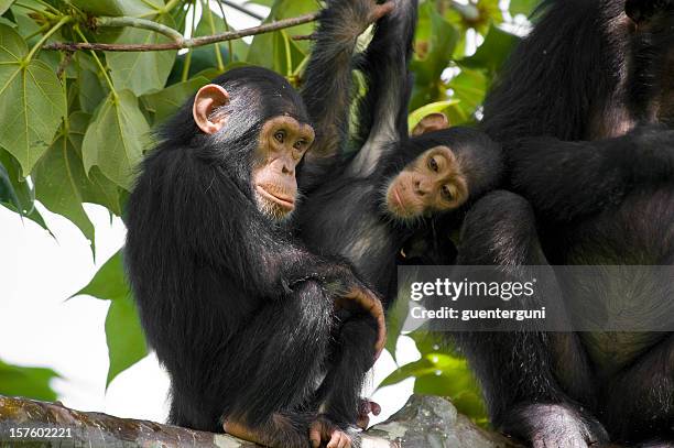 schimpansen-gattung familie sitzt auf einem baum-aufnahme, gombe/tansania - chimpanzee stock-fotos und bilder