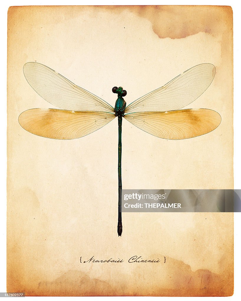 Female dragonfly taxidermy