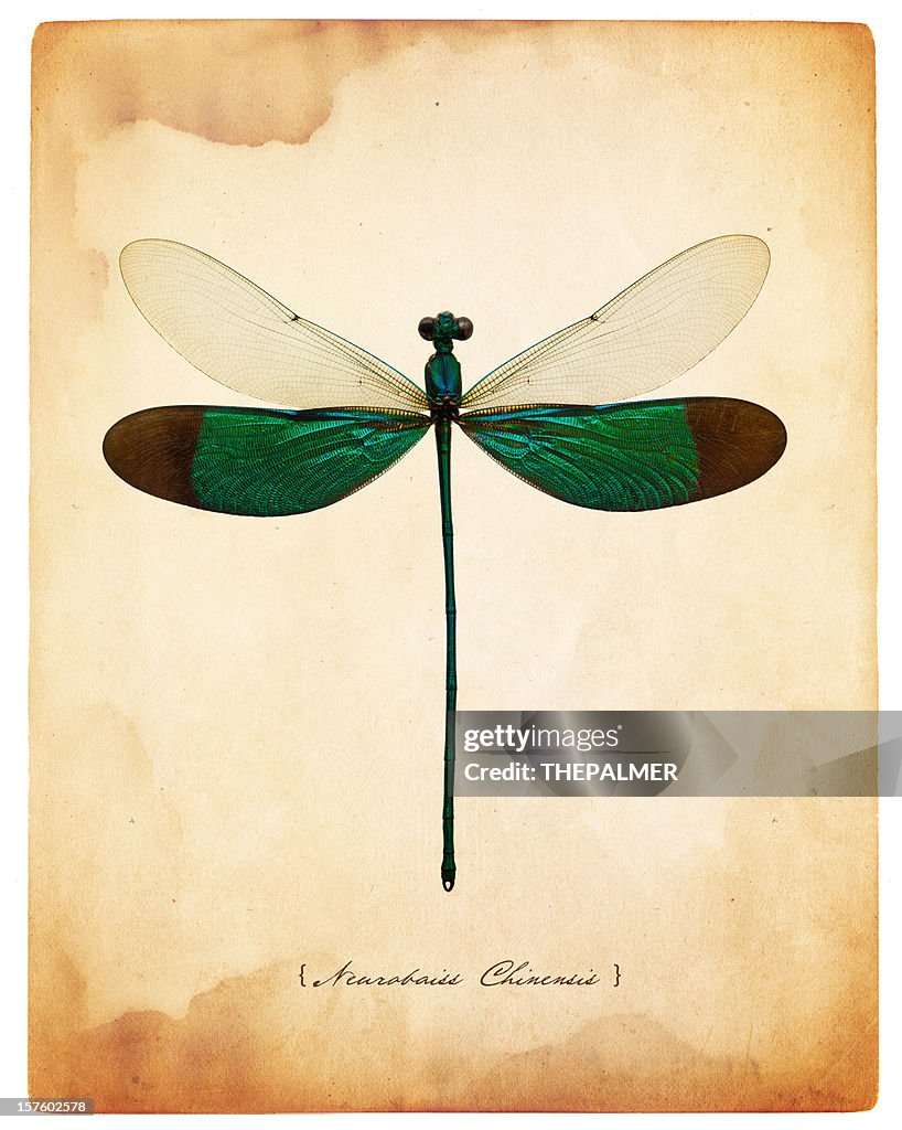 Male dragonfly taxidermy