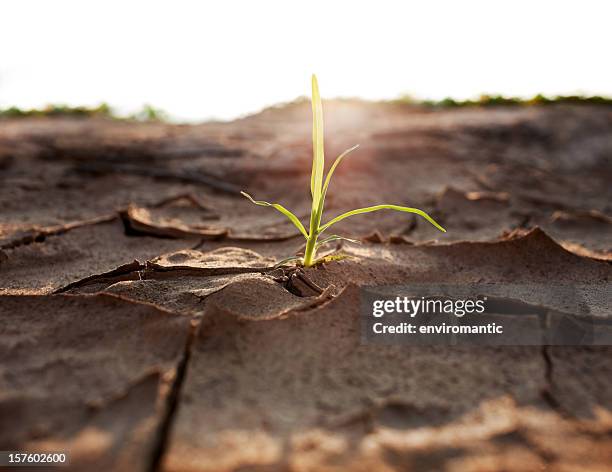 sparare crescita attraverso parched terra. - germoglio foto e immagini stock