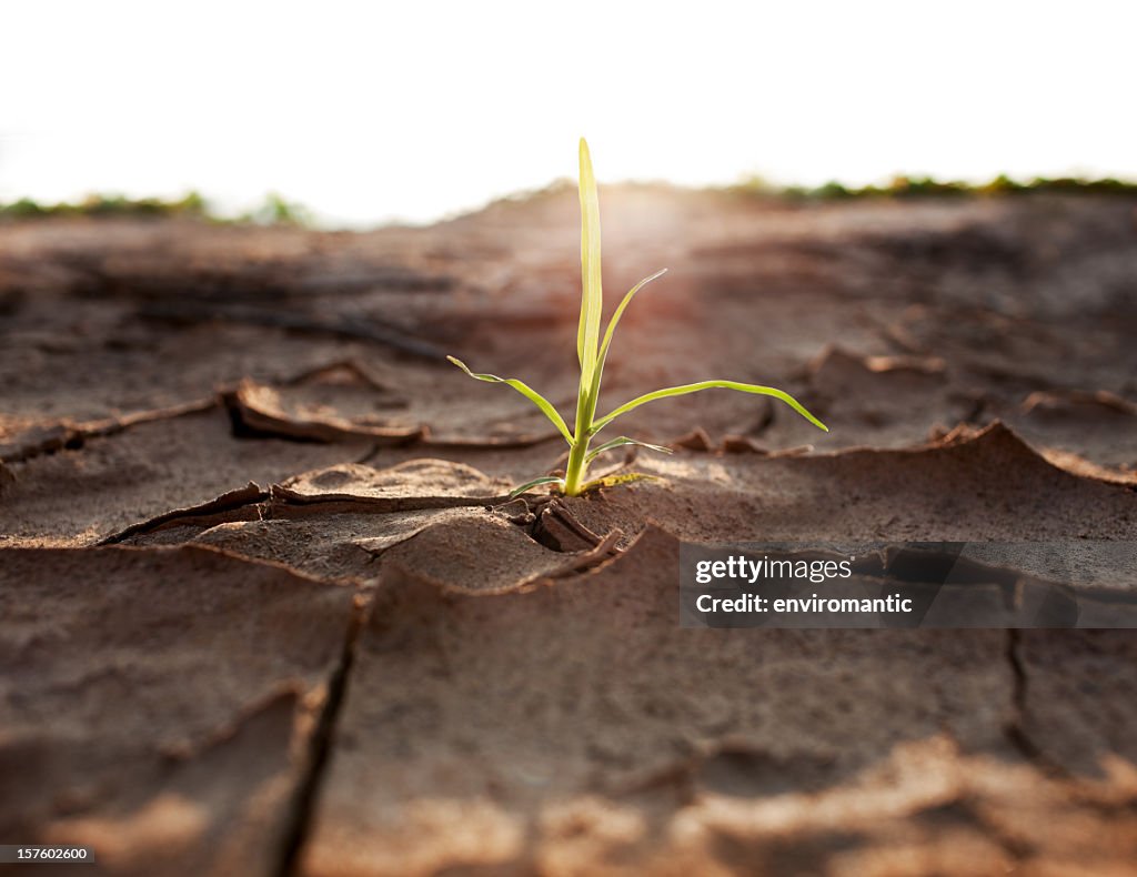 Shoot growing through parched earth.