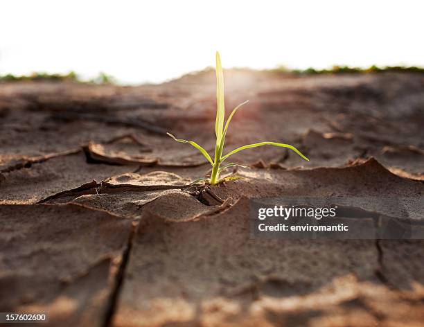 shoot growing through parched earth. - barren landscape stock pictures, royalty-free photos & images