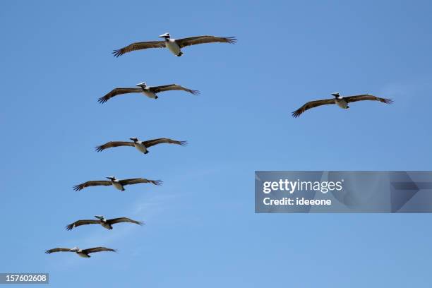 pelicano formação - pelicano imagens e fotografias de stock