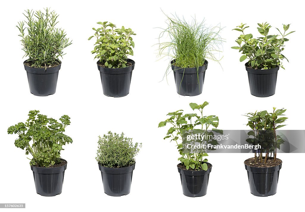 Green Herbs isolated on white