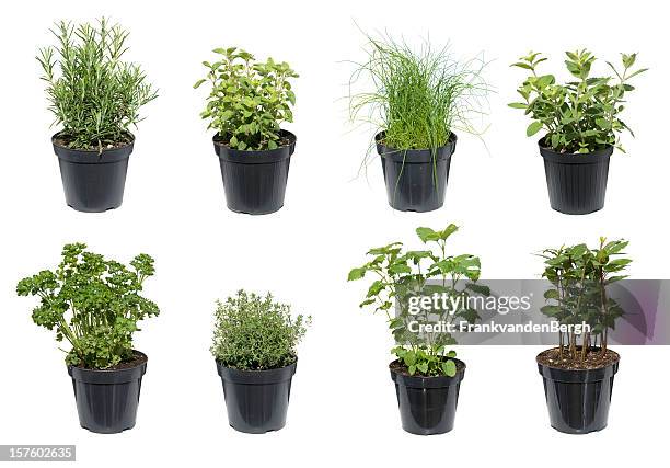 green herbs isolated on white - persilja bildbanksfoton och bilder