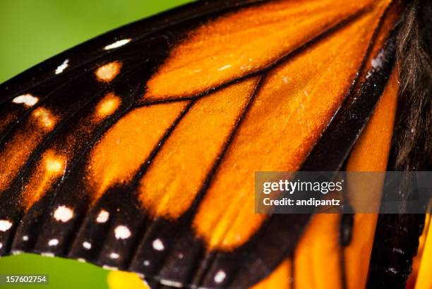 monarch butterfly wing - butterfly wings stock pictures, royalty-free photos & images