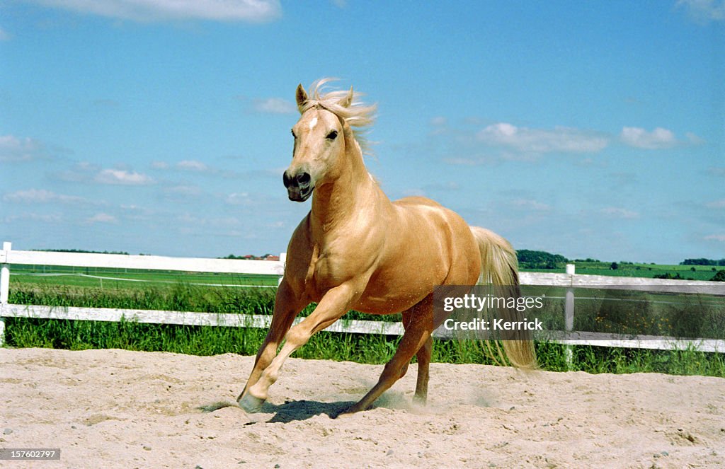 Im Galopp Viertelpferd