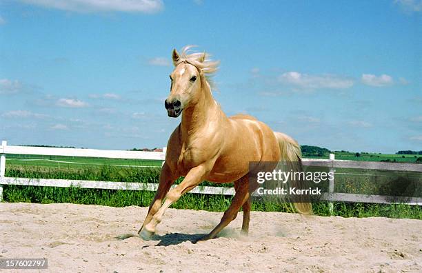 horse galloping quarter - cuarto de milla fotografías e imágenes de stock