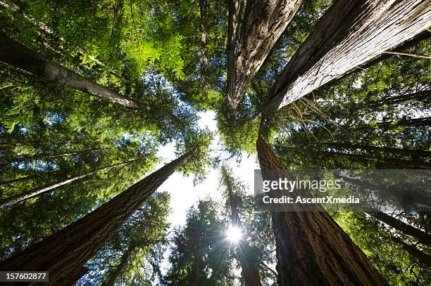 coastal temperate rain forest - below stock pictures, royalty-free photos & images