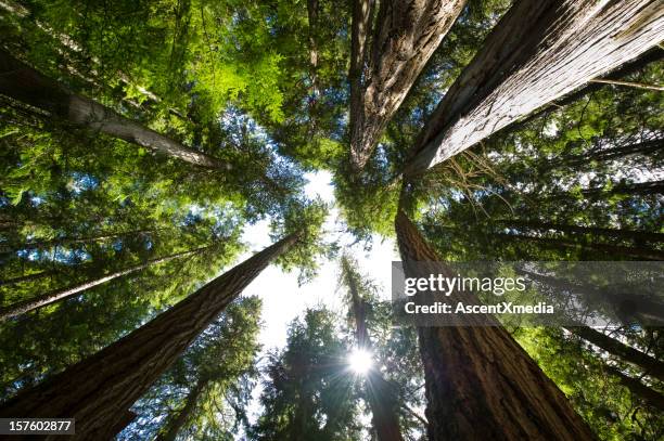 coastal temperate rain forest - canada forest stock pictures, royalty-free photos & images