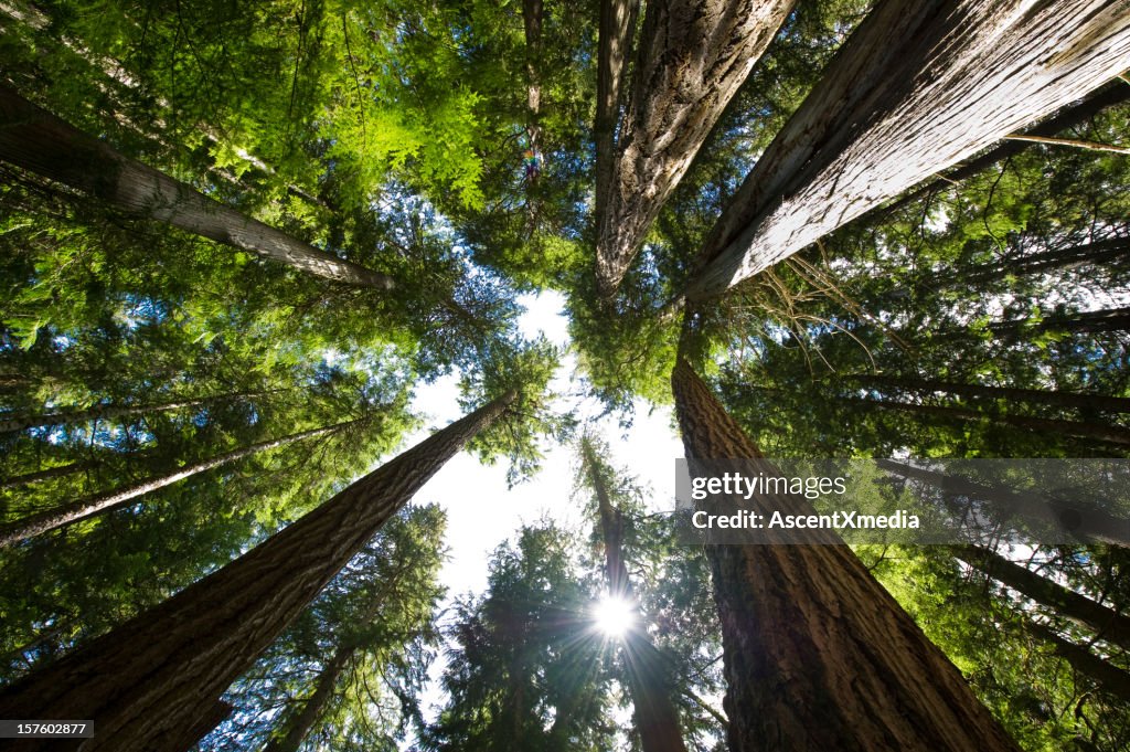 Coastal Temperate Rain Forest