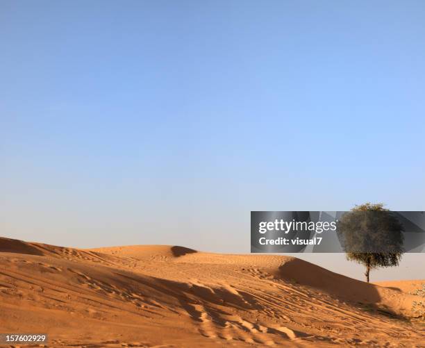 desert tree - frankincense stock pictures, royalty-free photos & images