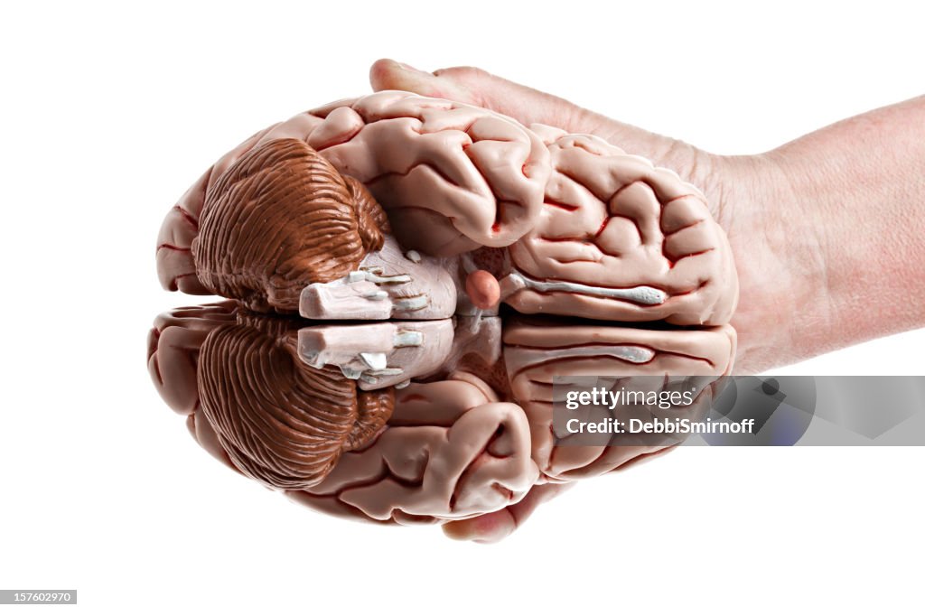 Underside View Of A Brain