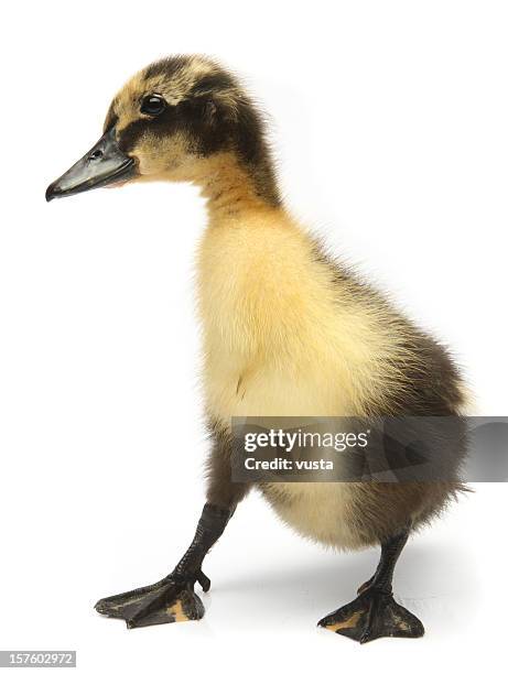 Duck Legs Photos and Premium High Res Pictures - Getty Images
