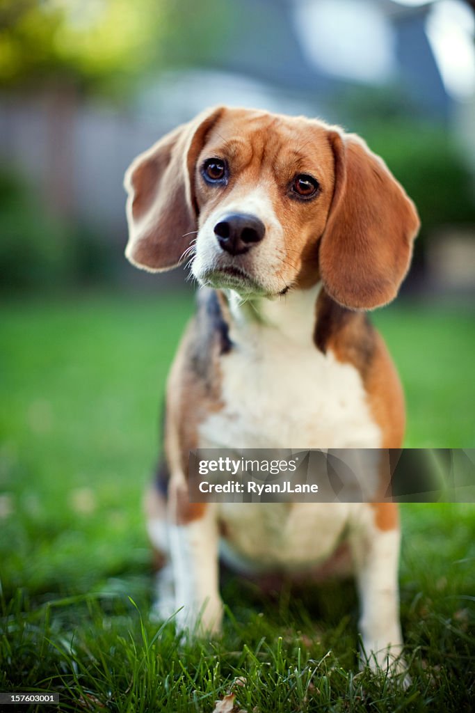 Cute Beagle At Park