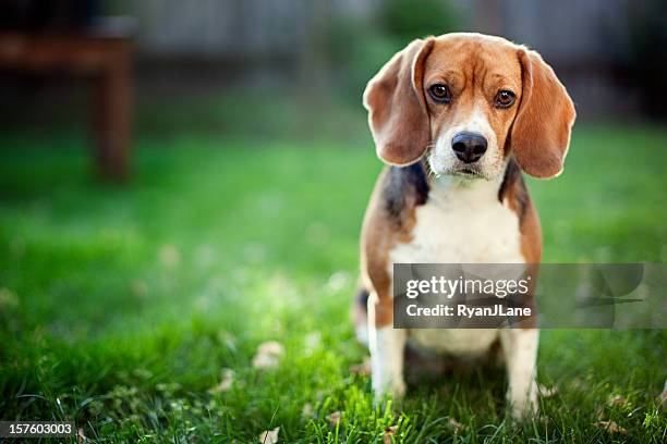 cute beagle at park - beagle stockfoto's en -beelden