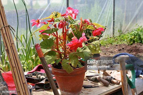in the potting shed - begonia stock pictures, royalty-free photos & images